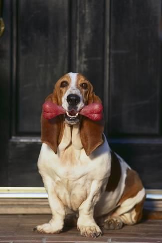 A Basset Hound sitting in the front door with its bone chew toy in its mouth