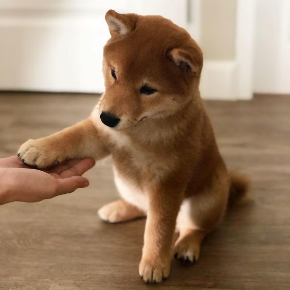 Shiba Inus with its paw in a person's hand