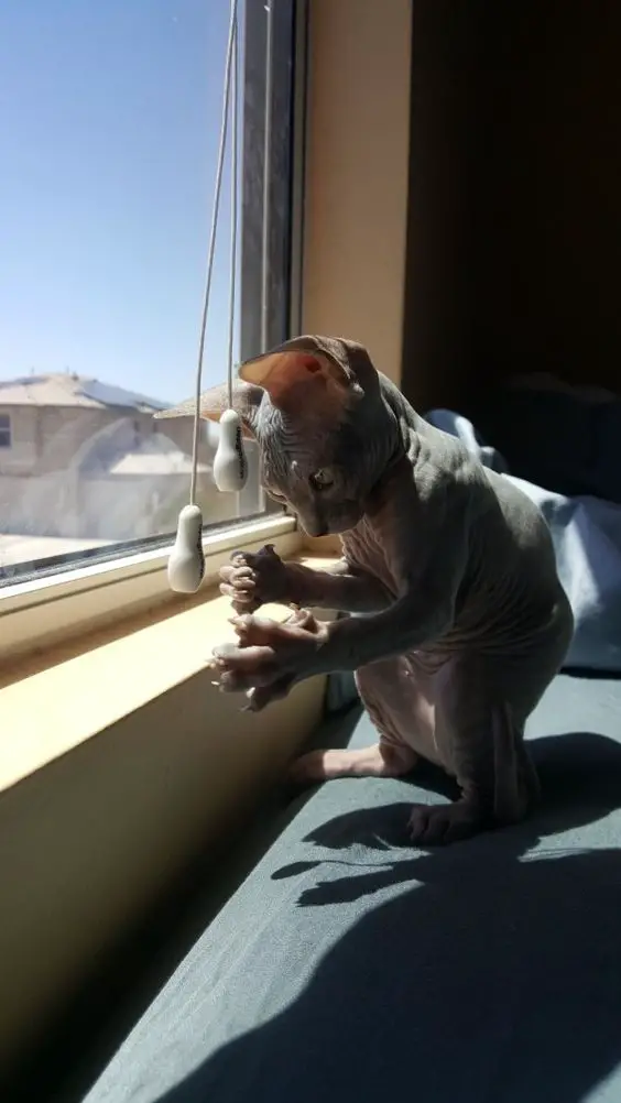 Sphynx Cat playing with its toy by the glass window
