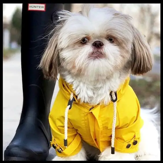 Shih Tzu wearing a yellow coat outdoors
