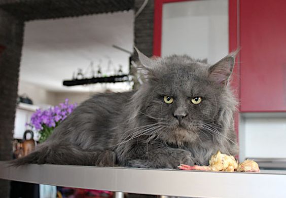Maine Coon cat lying on the table with a scary face