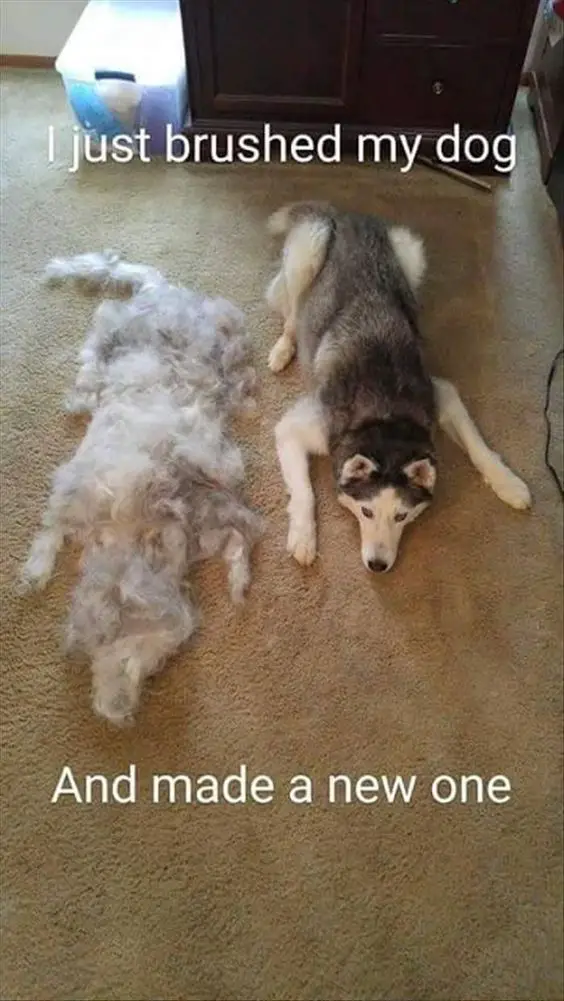A Husky lying on the floor next to its pile of fur photo with text - and made a new one