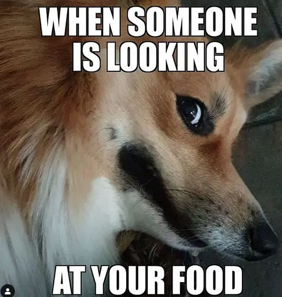 A Corgi looking sideways photo and with text - When someone is looking at your food