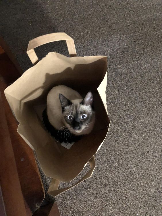 Siamese Cat sitting inside a paper bag