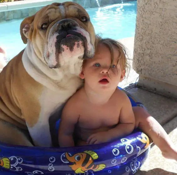  English Bulldog with a kid in the pool