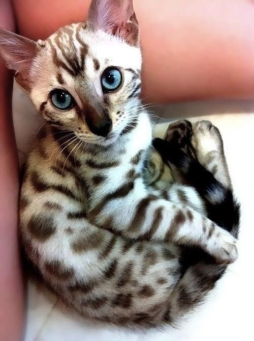 A Bengal kitten sitting sitting on the couch