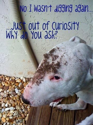 English Bull Terrier with dirt on its forehead photo with a text 