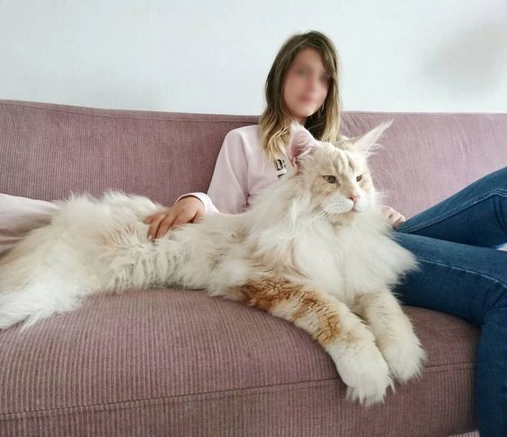 white Maine Coon Cat resting on a couch beside its owner