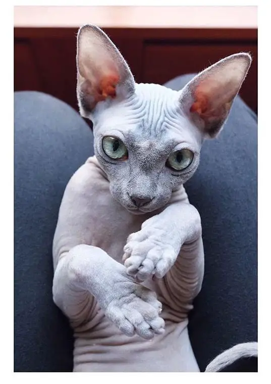 A gray Sphynx Cat lying on the lap of a woman