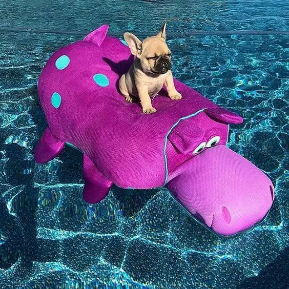 A French Bulldog sitting on top of a hippo floatie in the ocean