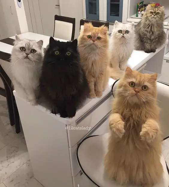 six Persian Cats sitting on top of the drawer and chair