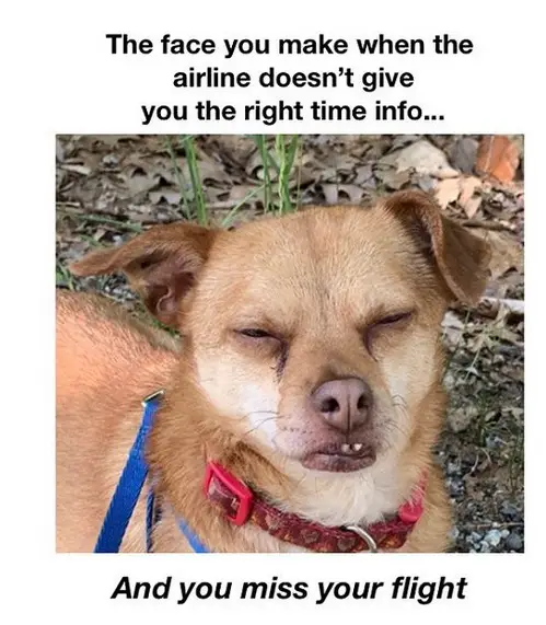 sleepy face of a Chihuahua photo with caption 
