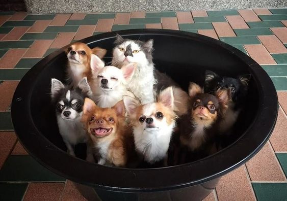 seven Chihuahuas inside a bucket