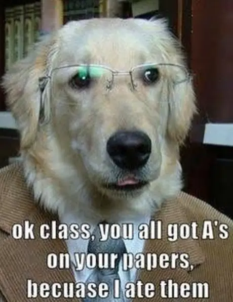 A Labrador wearing glasses and a suit and tie phot o with text - Ok class, you all got A's on your papers because I ate them.