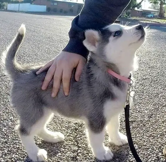 a Husky puppy standing on the pavement while looking up at the person touching his back