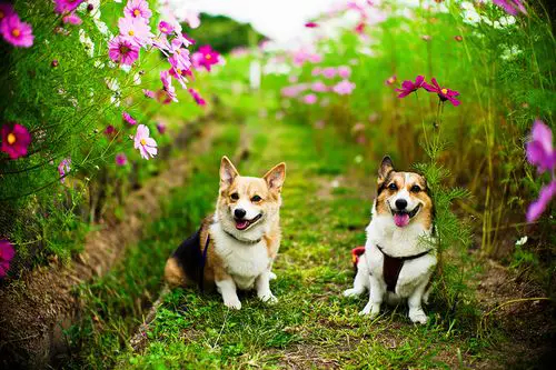 two Corgis in the middle of the field of flowers