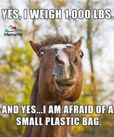 Funny Horse Meme with funny face and text 