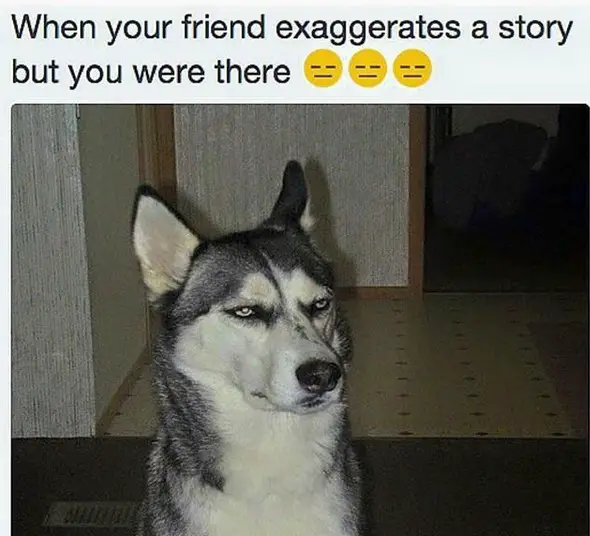 photo of an unamused Husky and with text - When your friend exaggerate a story but you were there