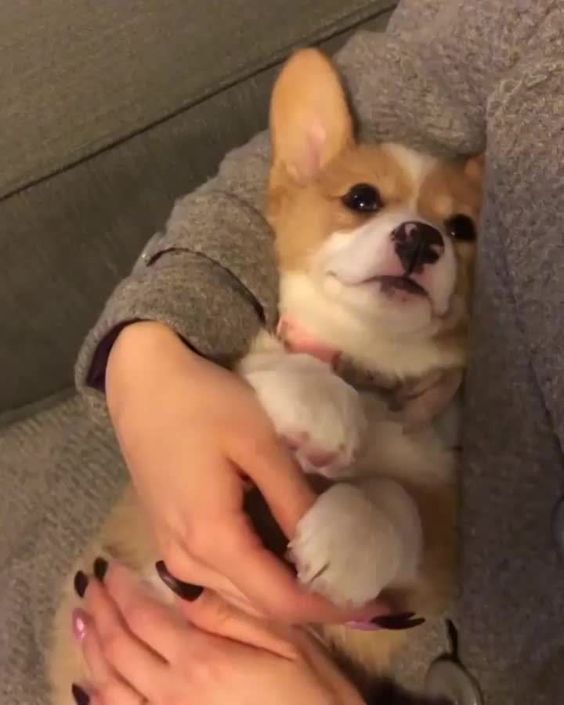 Corgi puppy in the arms of her owner