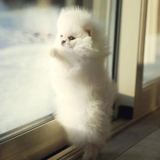 white Pomeranian puppy standing up leaning against the glass door