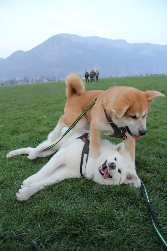 An Akita Inu playing with a samoyed in the field
