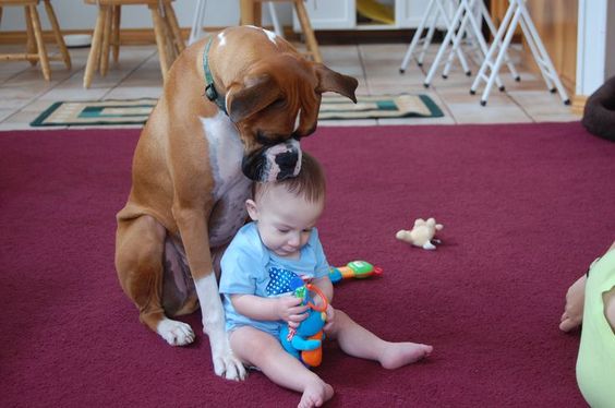 A boxer dog sitting and looking at the toy of the kid sitting in front of him