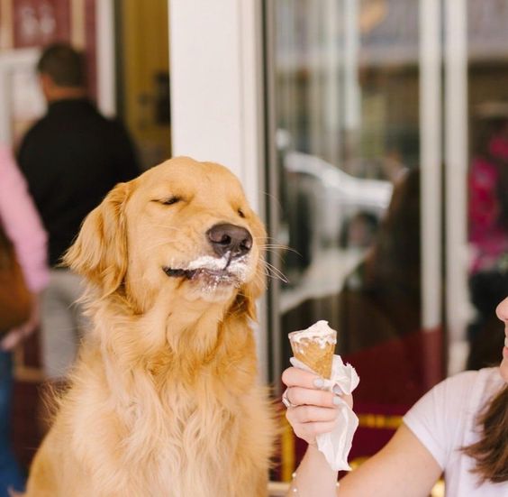 A Golden Retriever with smudged ice cream around its mouth while closing its eyes