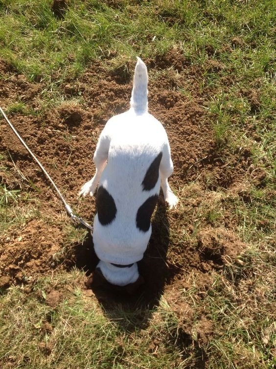 Jack Russell digging a hole in the yard