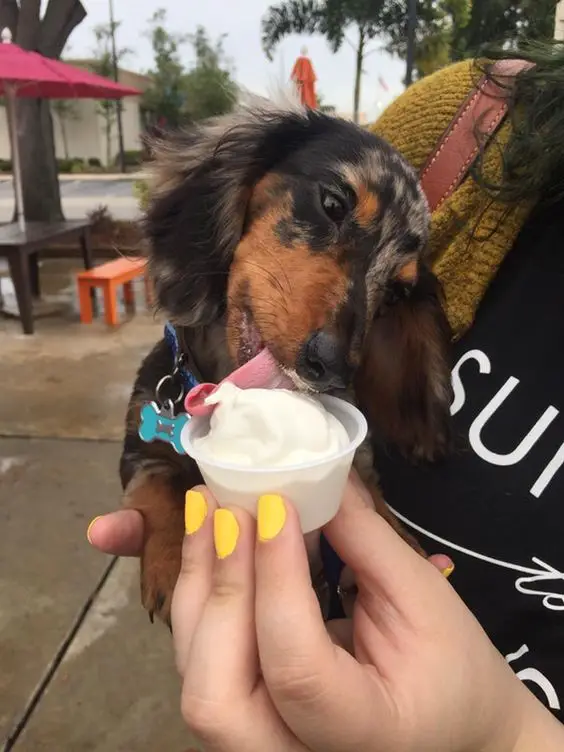 Dachshund licking icecream