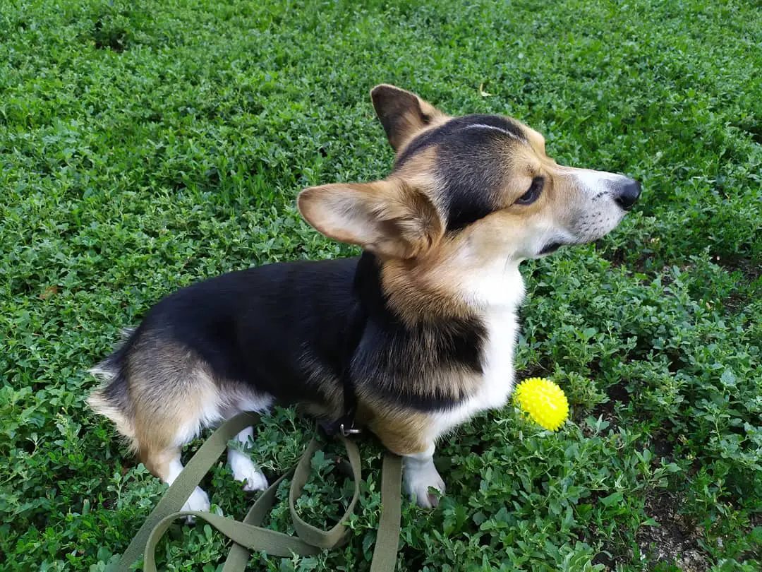 A Corgi standing on the grass with its yellow ball