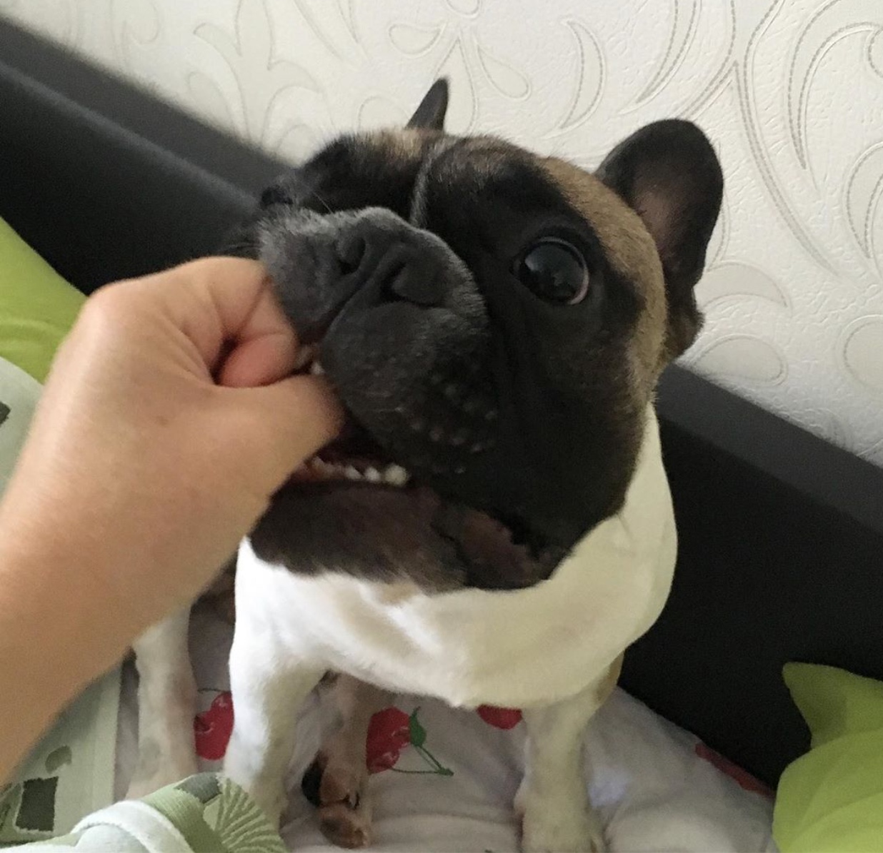 A French Bulldog biting the hand of a person