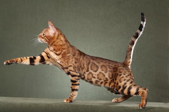 Bengal Cat giving a paw