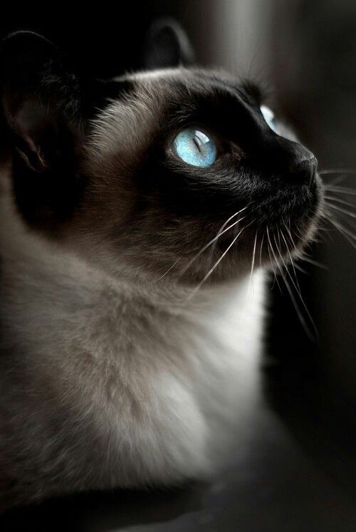 black and silver Siamese Cat with ocean blue eyes