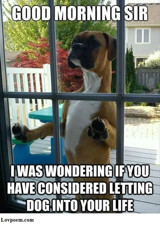 A Boxer standing up leaning towards the window from the outside photo and with text - Good morning sir. I was wondering if you have considered letting dog into your life