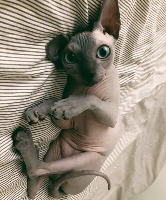 Sphynx Cat with big eyes lying on the bed