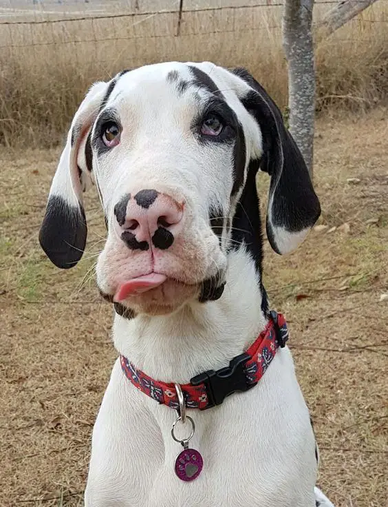 Great Dane sticking its tongue out