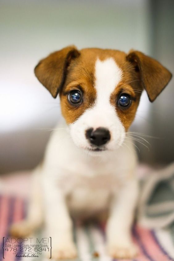 A Jack Russell puppy sitting on its bed