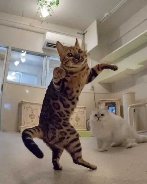 Bengal Cat standing up dancing
