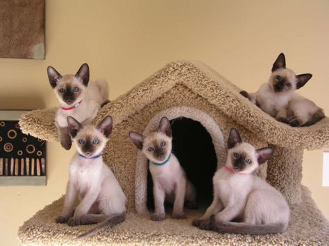 six Siamese Cat lying on their small fluffy house