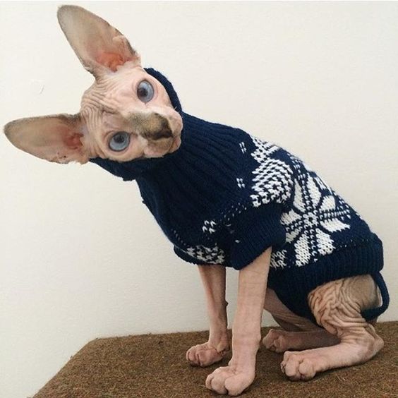 Sphynx Cat wearing a sweater while tilting its head