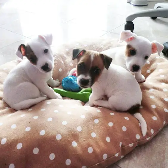 three Jack Russell puppies on their bed with their toys