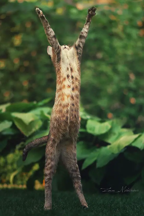 Bengal Cat reaching up