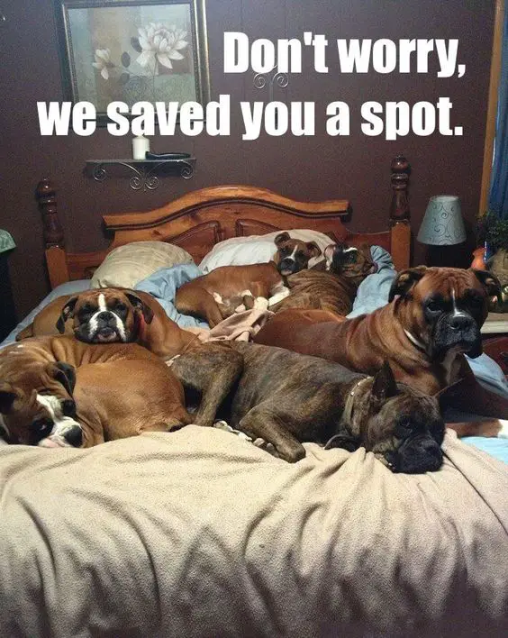 photo of six Boxers lying on top of the bed with text - Don't worry, we saved you a spot.