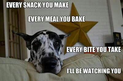 Great Dane's face on the couch photo with a text 