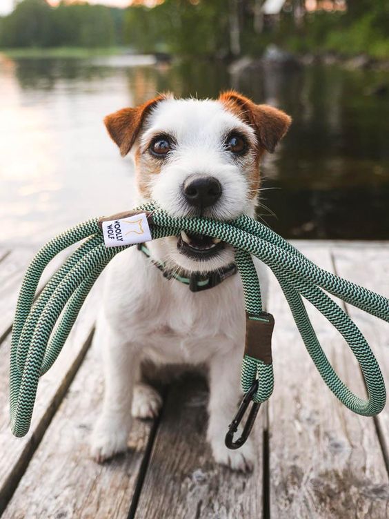 A Jack Russell holding its leash with its mouth while sitting on the floor by the lake