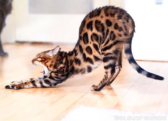 stretching Bengal Cat while yawning