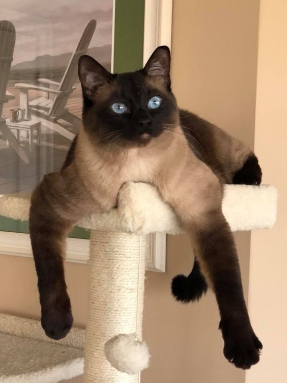 black and cream Siamese Cat lying on top of its tower