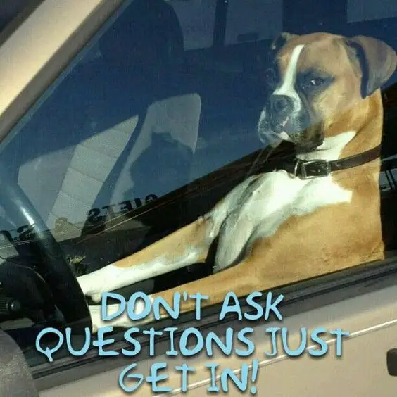 photo of a Boxer sitting inside the driver's seat inside the car and with text - Don't ask questions just get in!