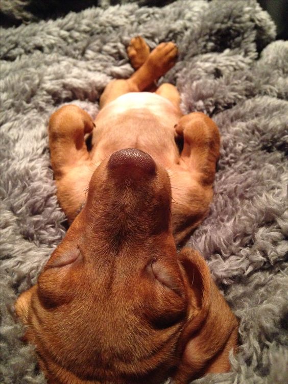 Dachshund sleeping on a fluffy blanket while lying on its back steady position