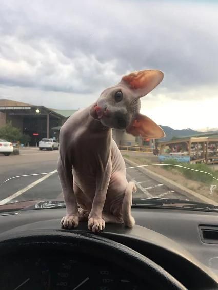 Sphynx Cat sitting on top of the car dashboard with tilting its head licking its nose